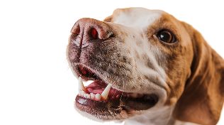 Dog face used for dental health guidance