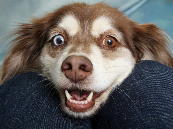 A close-up of a happy dog with heterochromia, one blue eye and one brown eye, resting its head between someone's denim-clad knees and looking up at their vet with a wide, playful grin.