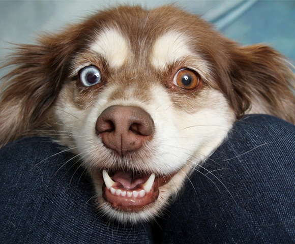 A close-up of a happy dog with one blue eye and one brown eye, mouth open, face resting between two bent knees in blue jeans—capturing a joyful moment often cherished by any veterinarian or loving pet owner.