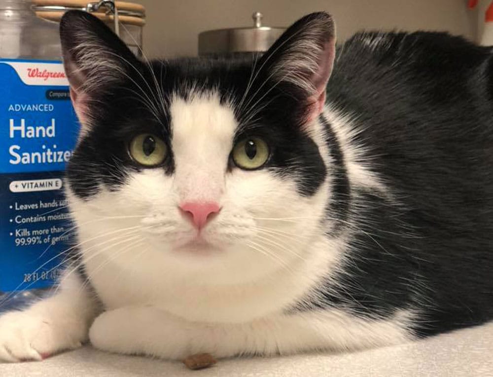 Surgery Vet in San Antonio Lili Veterinary Hospital