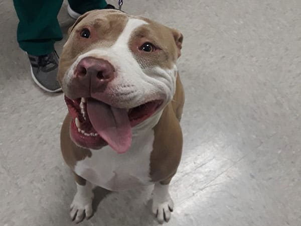 A brown and white dog with a wide, happy grin sits indoors on a tiled floor, tongue out, looking up toward the camera. A veterinarian in green pants and gray shoes stands nearby, ready for their next checkup.