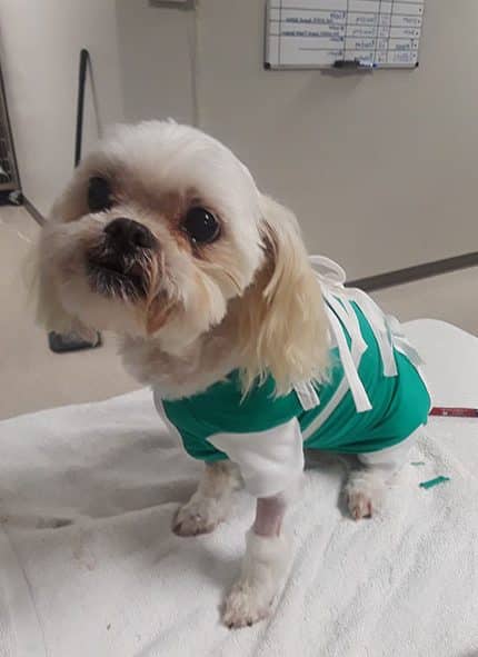 A small white dog with fluffy fur is wearing a green and white outfit and sitting on a towel. The dog has one leg shaved, possibly for medical reasons, and appears to be at the vet clinic.