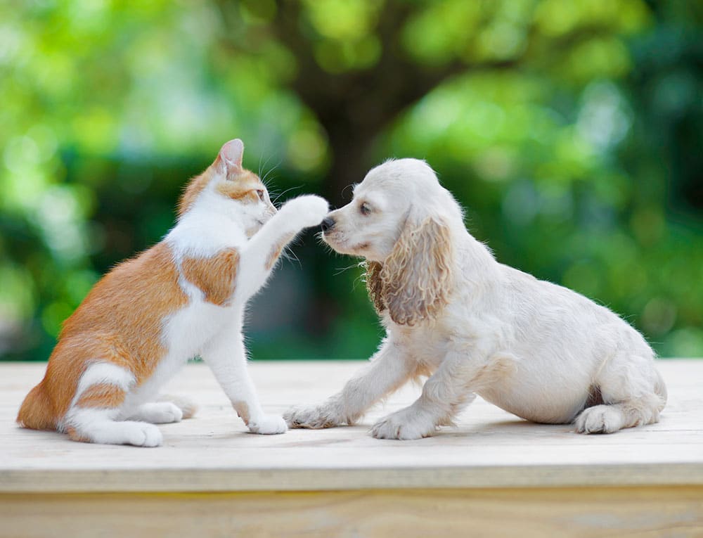 An orange and white cat gently touches the nose of a cream-colored puppy as they sit facing each other on a wooden surface outdoors, looking like best friends at a vet’s waiting area with green foliage in the background.