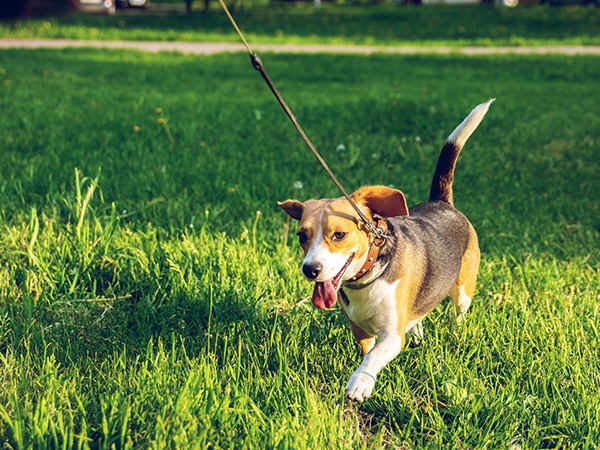 A brown, white, and black dog on a leash walks energetically across a grassy field, tongue hanging out and ears flapping, after a visit to the vet on a sunny day.