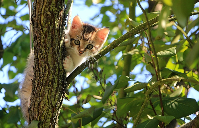 A curious kitten with orange, black, and white fur clings to the side of a tree trunk, peeking out from behind it among green leaves and branches on a sunny day—ready for adventure or its next visit to the vet.