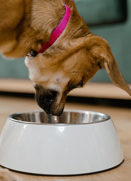 A brown dog wearing a pink collar drinks water from a white bowl on a wooden floor after a visit to the veterinarian.