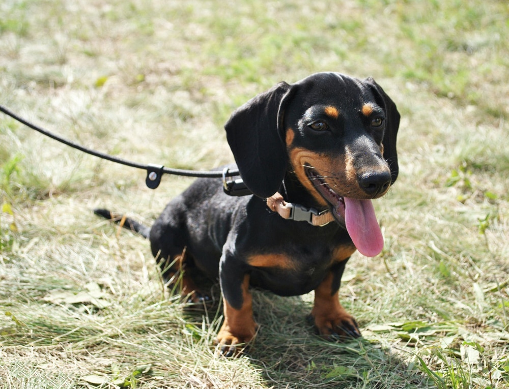 A black and tan dachshund on a leash sits on dry grass, panting with its tongue out and looking forward, perhaps after a fun visit to the vet.