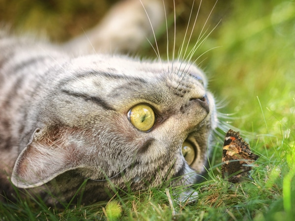 A close-up of a grey tabby cat lying on its side in the grass, staring intently at a butterfly resting nearby. The cat’s yellow eyes and the butterfly’s colorful wings are in sharp focus, like an image from a veterinarian’s care guide.