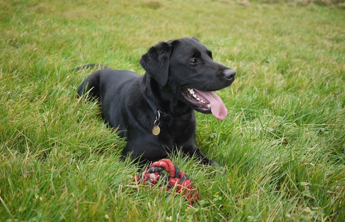 A black dog with a collar lies on green grass with its mouth open and tongue out, next to a red and black rope toy, looking happy after a recent checkup at the vet.
