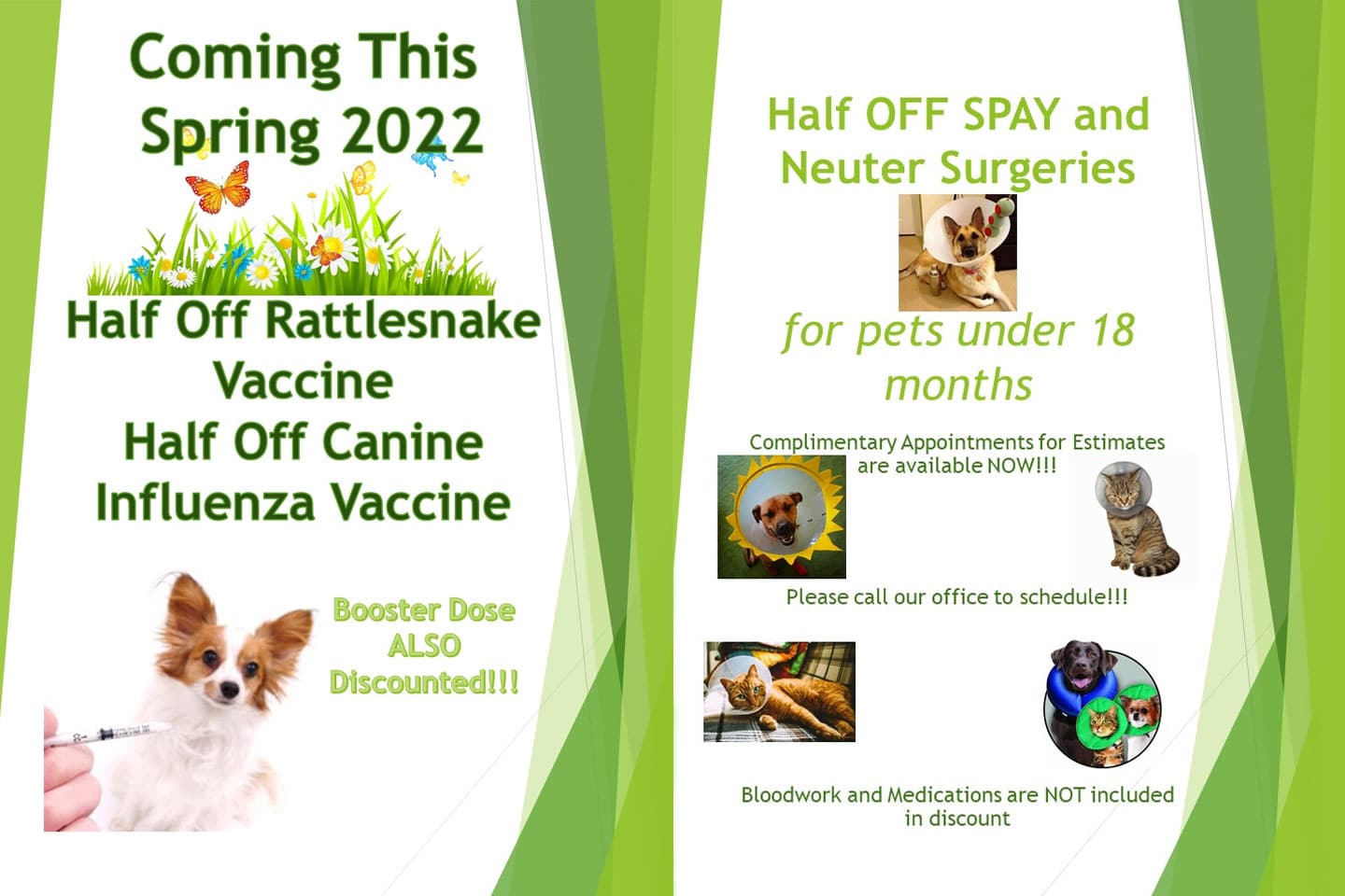 Dental Care Vet in San Antonio Lili Veterinary Hospital