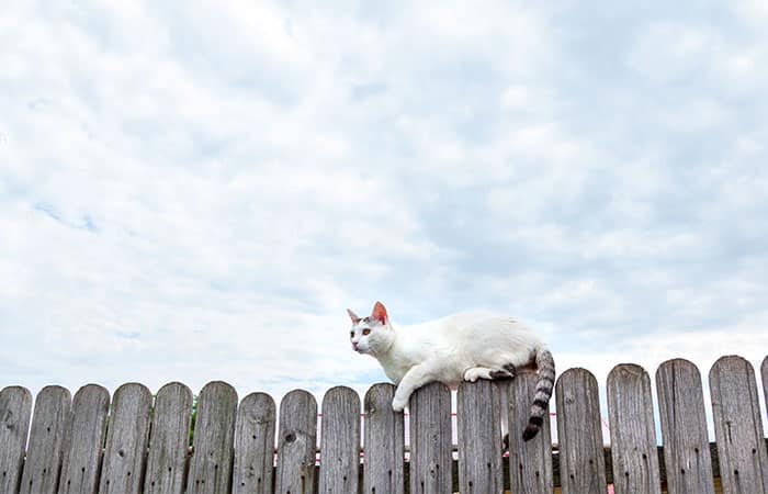 A white cat with a striped tail is perched on top of a wooden fence under a cloudy sky, keeping a watchful eye as if it were a little vet on patrol.